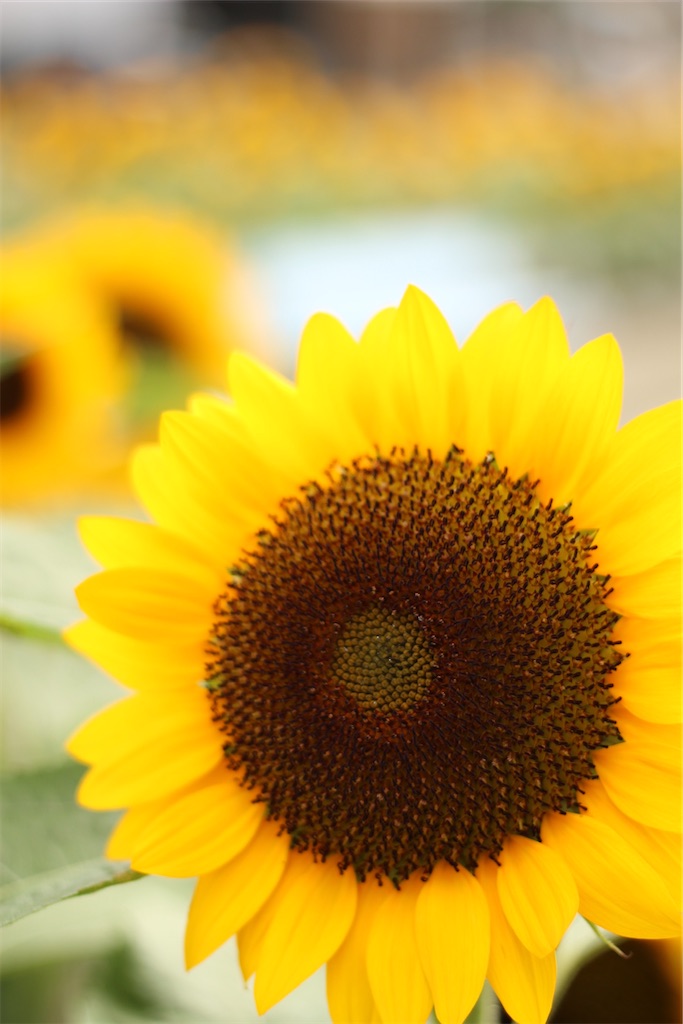 f:id:conosole:20210714054335j:image
