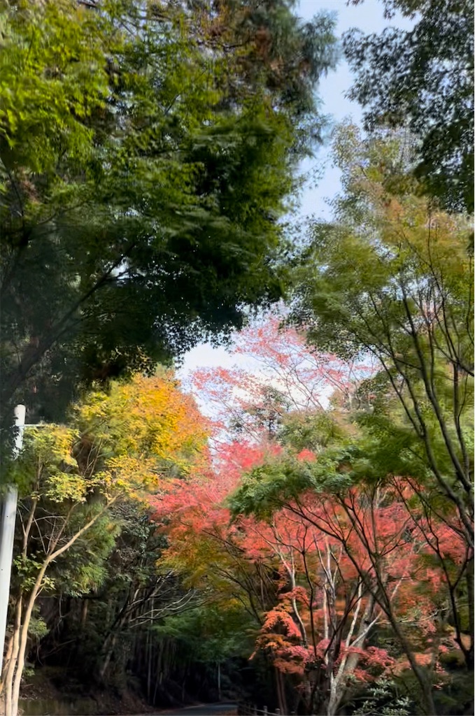 f:id:conosole:20211105024843j:image