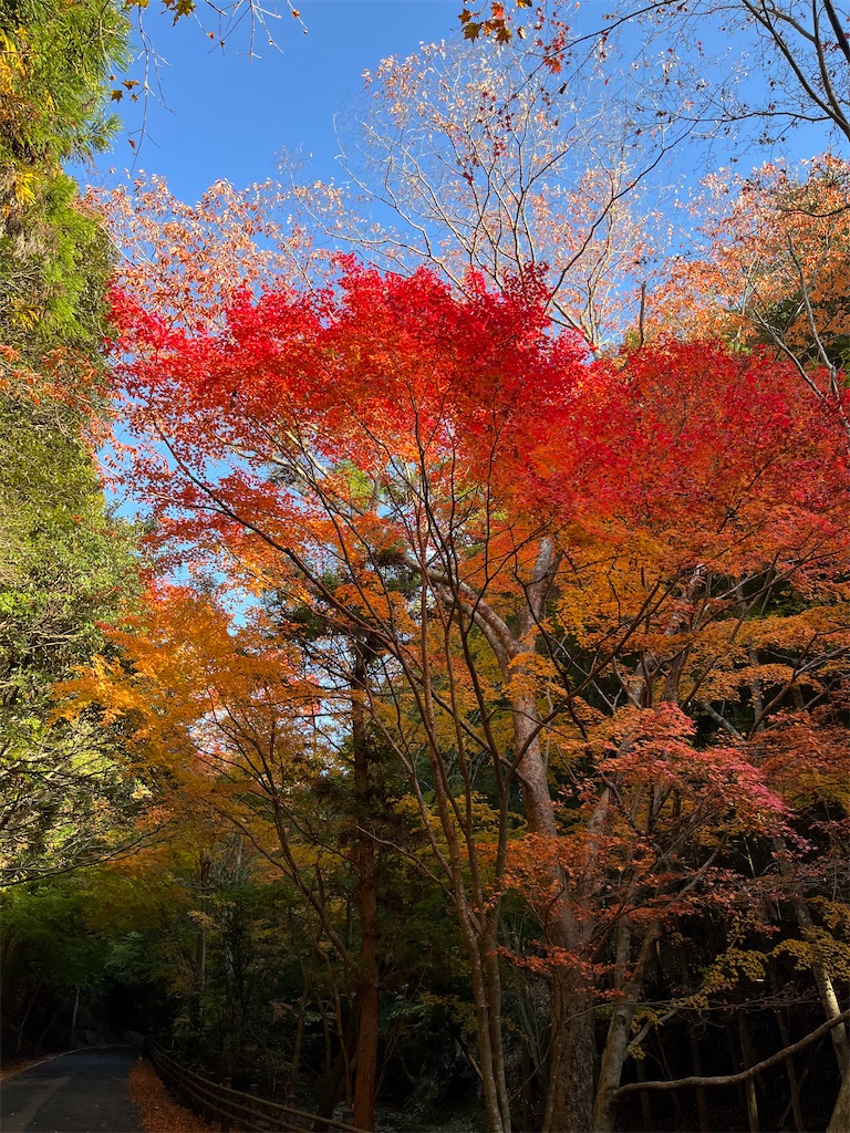 f:id:conosole:20211108113050j:image f:id:conosole:20211108113050j:image