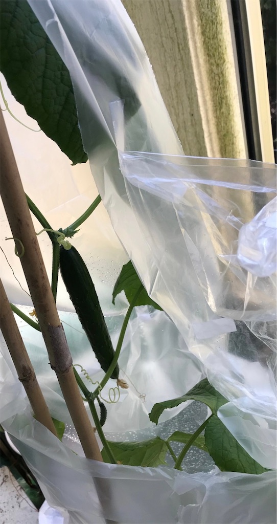 f:id:conosole:20211109014854j:image f:id:conosole:20211109014854j:image