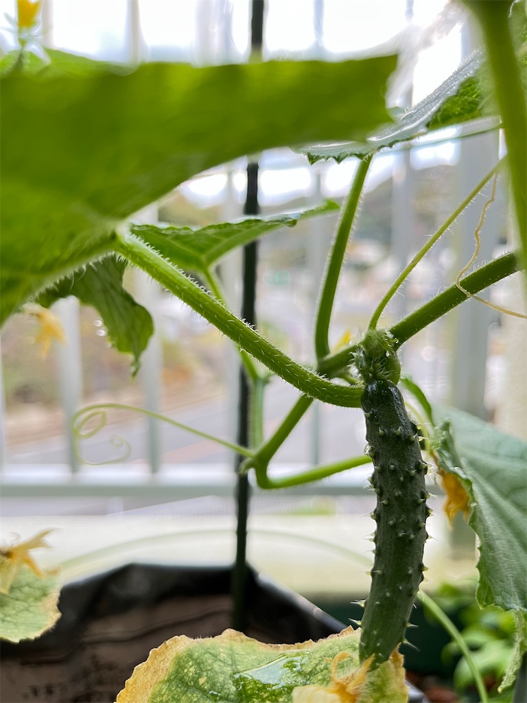 f:id:conosole:20211109101157j:image f:id:conosole:20211109101157j:image