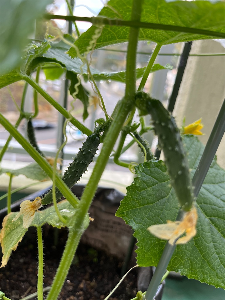 f:id:conosole:20211109101216j:image f:id:conosole:20211109101216j:image