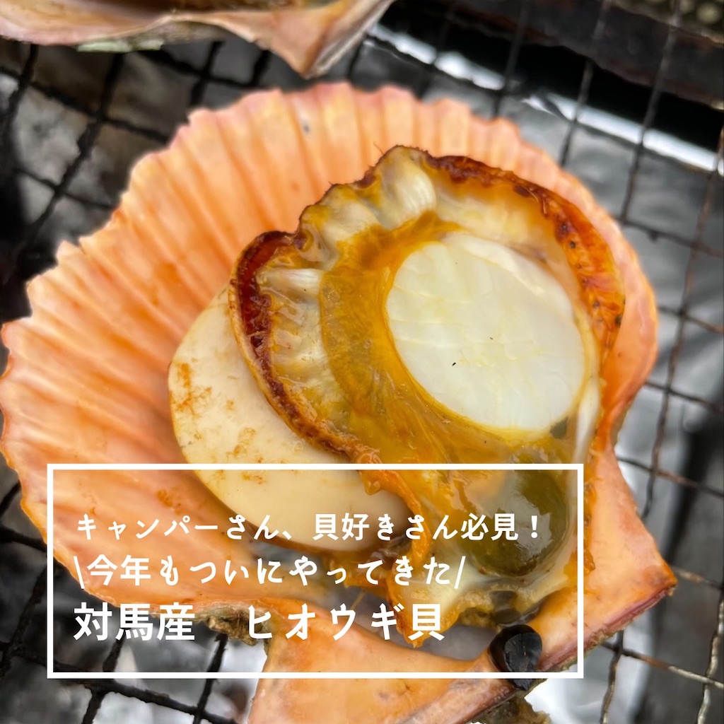 21年最新入荷 対馬産ひおうぎ貝個 Materialworldblog Com