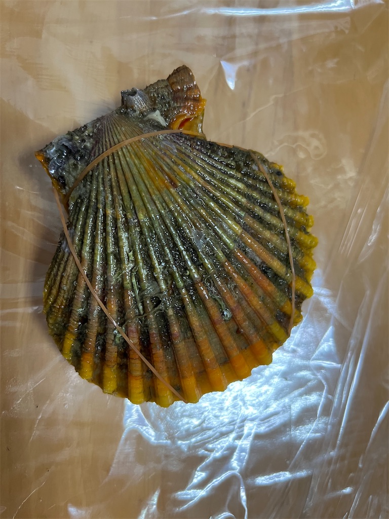 f:id:conosole:20220112155202j:image