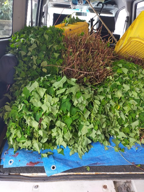 f:id:conosole:20230630075014j:image f:id:conosole:20230630075014j:image