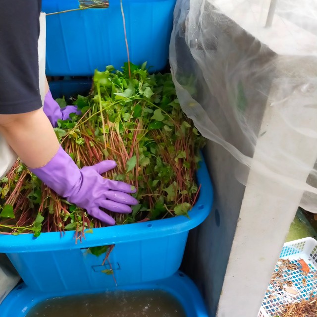 f:id:conosole:20230630075023j:image f:id:conosole:20230630075023j:image