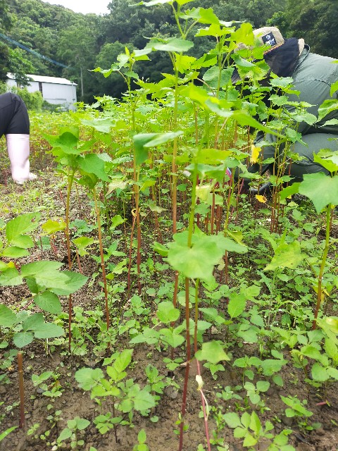 f:id:conosole:20230630075552j:image f:id:conosole:20230630075552j:image