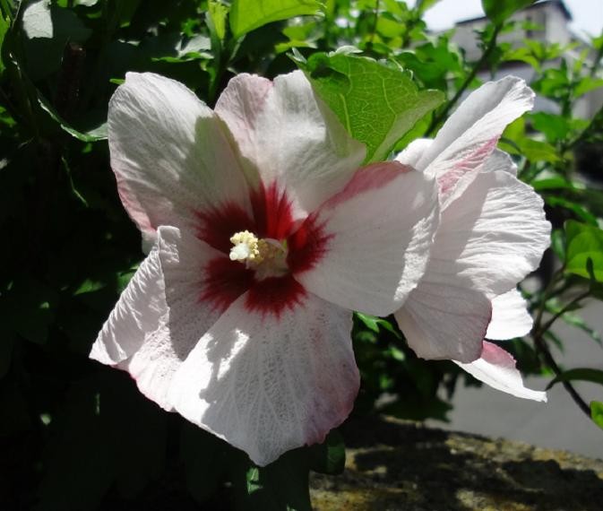 f:id:consigliere:20110704122736j:image