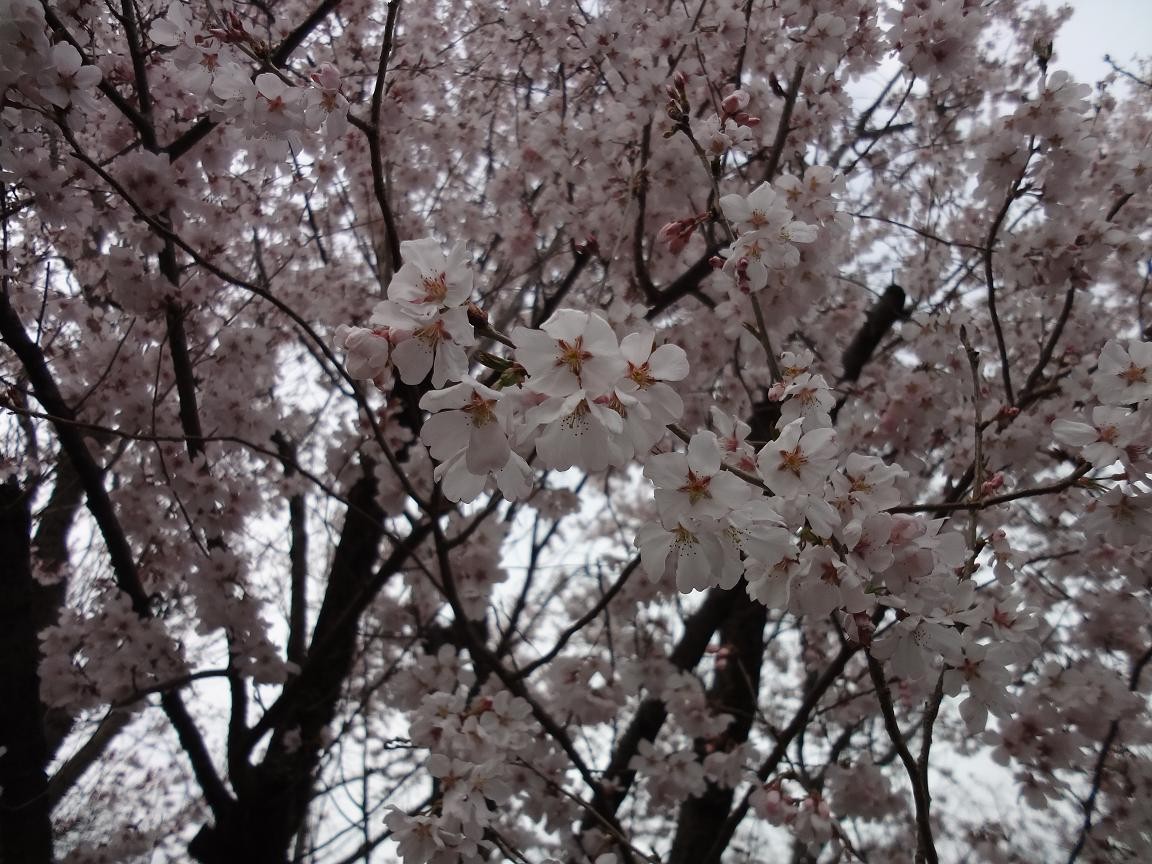 f:id:consigliere:20130320162815j:image