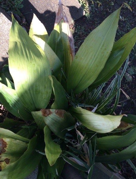 f:id:consigliere:20160522163507j:image