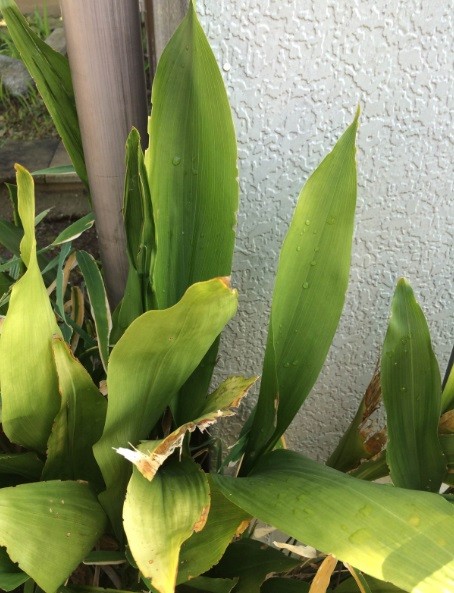 f:id:consigliere:20160522163509j:image