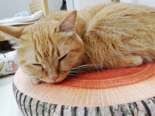 保護猫カフェ 加古川市 黒猫の一日一幸 保護猫カフェ 加古川市 黒猫の一日一幸