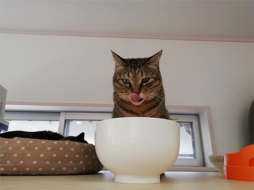 保護猫カフェ 加古川市 黒猫の一日一幸