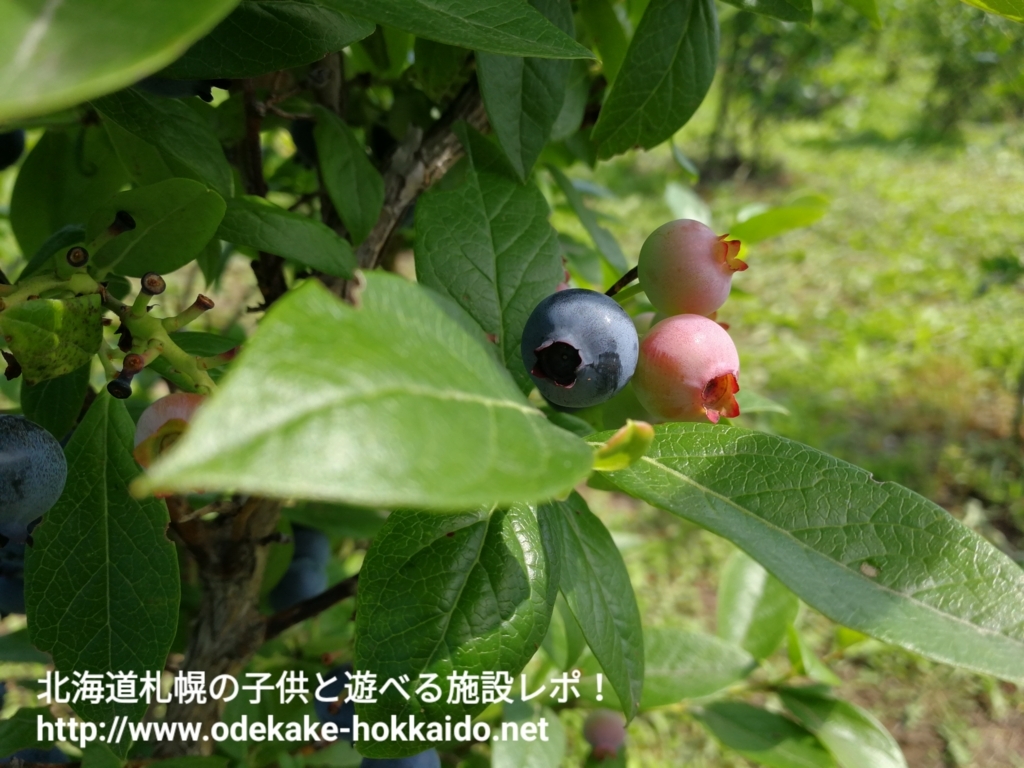 f:id:coohimenana:20170818232503j:plain