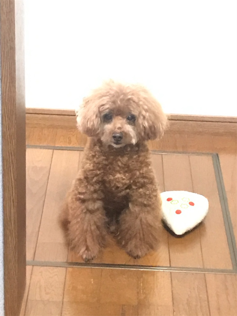 f:id:cookiegenki:20190928005940j:image