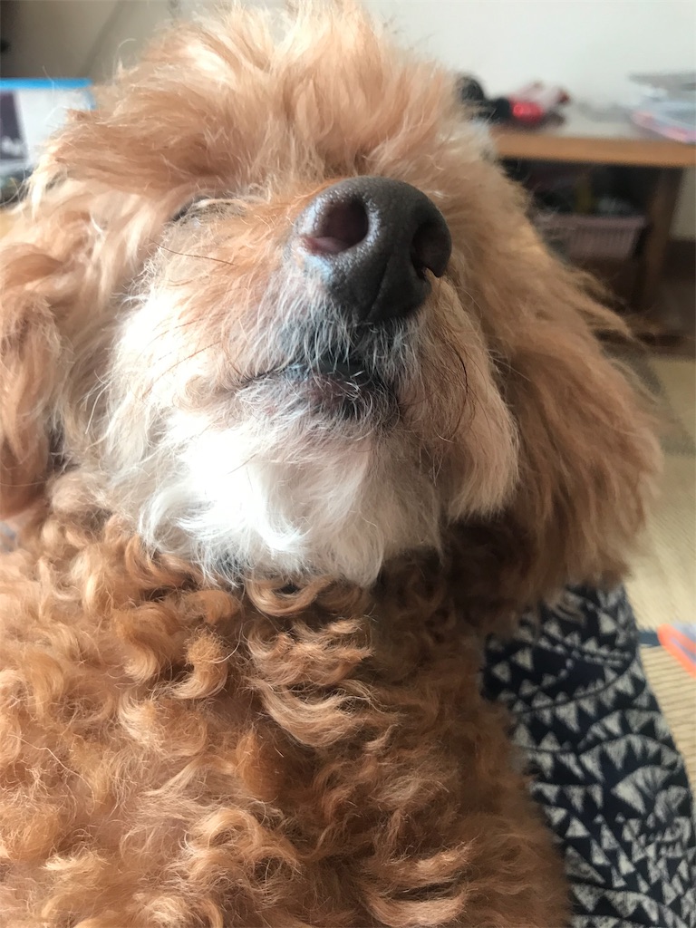 f:id:cookiegenki:20191014140303j:image