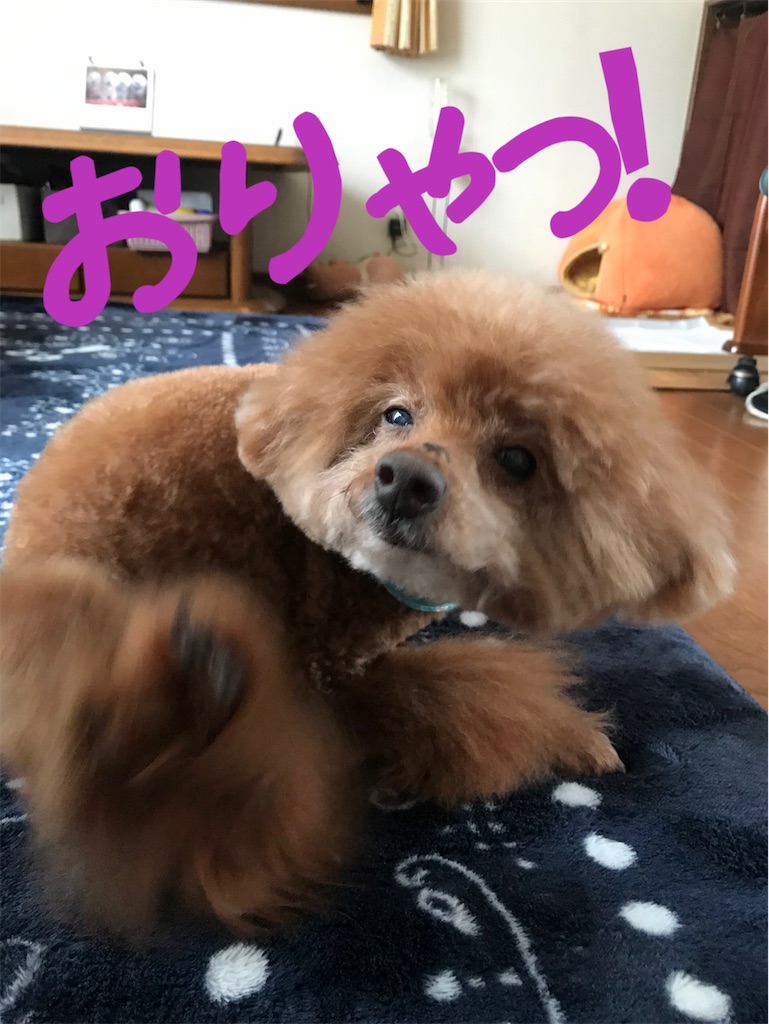 f:id:cookiegenki:20200310221001j:image