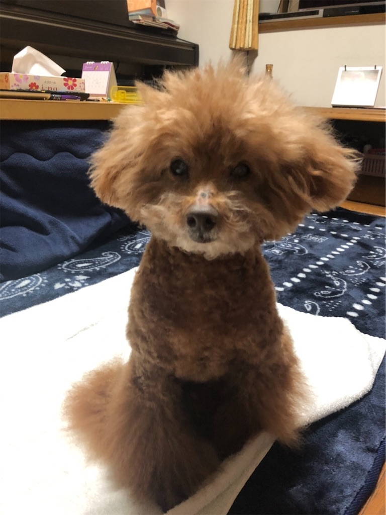 f:id:cookiegenki:20200322153959j:image