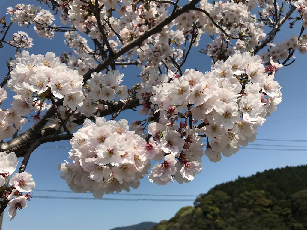 f:id:cookiegenki:20200403155518j:image f:id:cookiegenki:20200403155518j:image