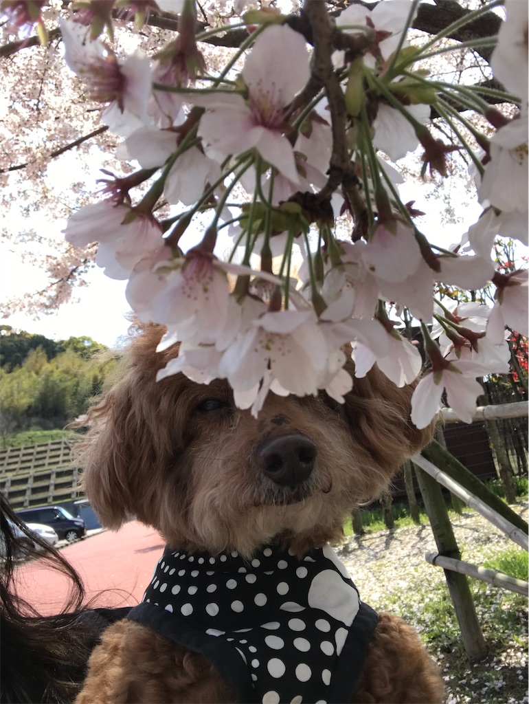 f:id:cookiegenki:20200403155848j:image f:id:cookiegenki:20200403155848j:image