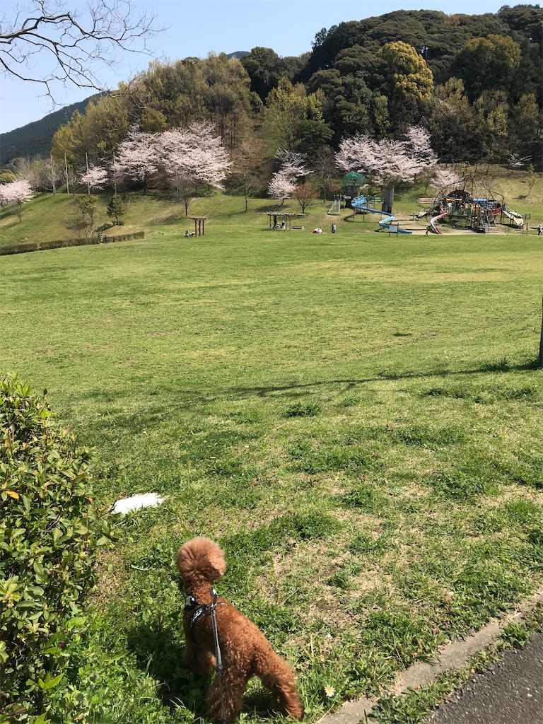 f:id:cookiegenki:20200403160536j:image f:id:cookiegenki:20200403160536j:image