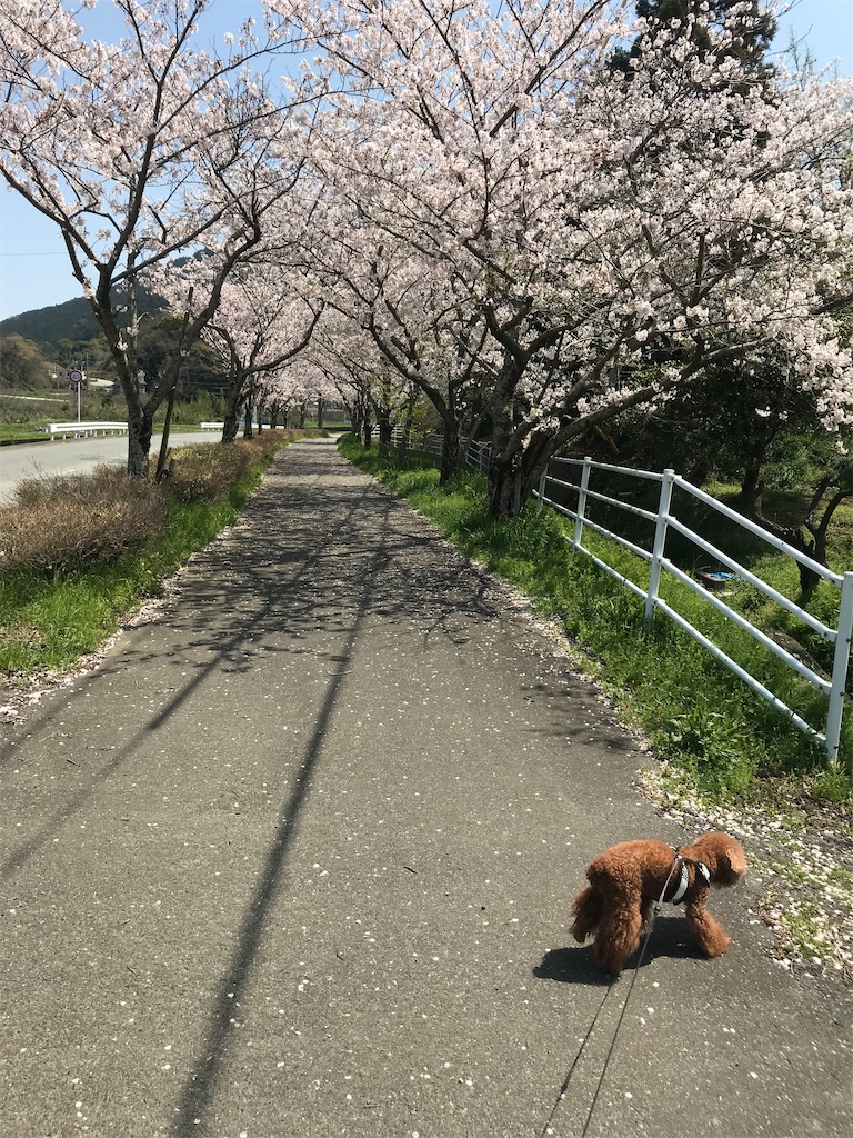 f:id:cookiegenki:20200403161903j:image f:id:cookiegenki:20200403161903j:image