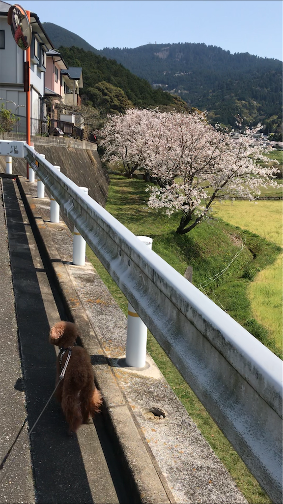 f:id:cookiegenki:20200403162404p:image f:id:cookiegenki:20200403162404p:image
