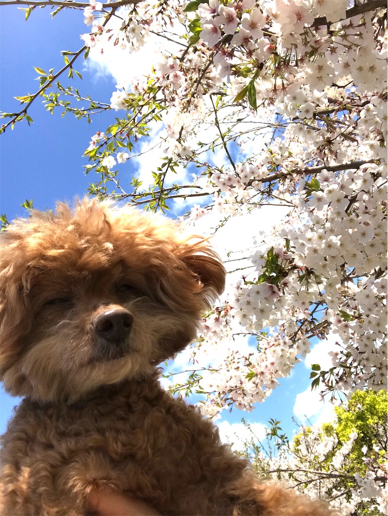 f:id:cookiegenki:20200407161546j:image f:id:cookiegenki:20200407161546j:image