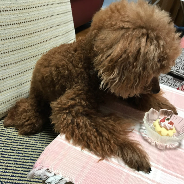 f:id:cookiegenki:20200414121635p:plain