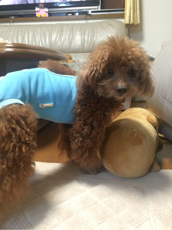 f:id:cookiegenki:20200414141735p:plain
