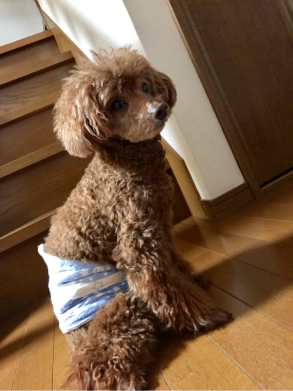 f:id:cookiegenki:20200415161625p:plain