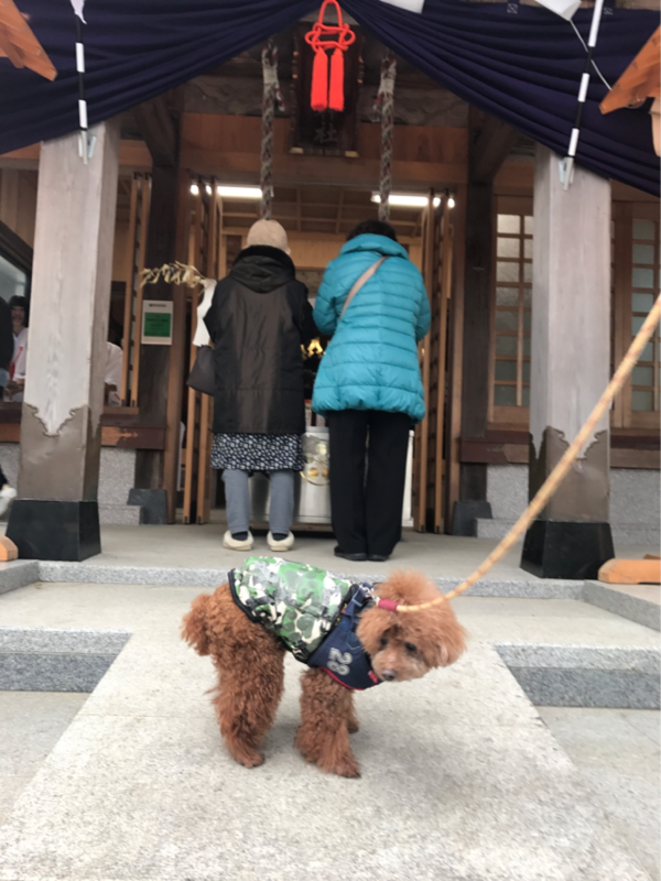 f:id:cookiegenki:20200415165028p:plain