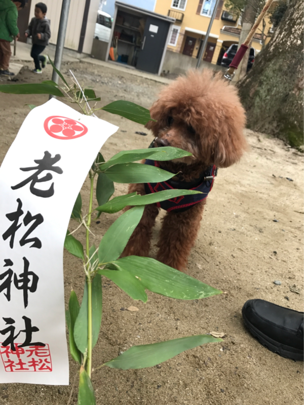 f:id:cookiegenki:20200415165036p:plain