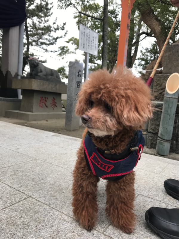 f:id:cookiegenki:20200415165057p:plain