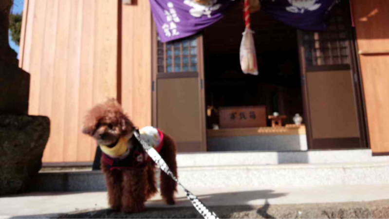 f:id:cookiegenki:20200415183308p:plain