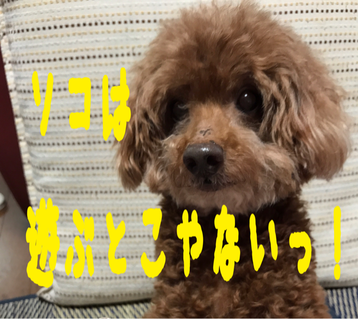 f:id:cookiegenki:20200415184145p:plain