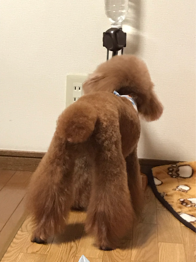 f:id:cookiegenki:20200415205042p:plain