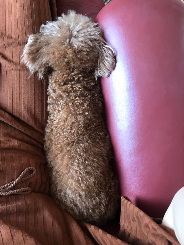 f:id:cookiegenki:20200415211034p:plain f:id:cookiegenki:20200415211034p:plain