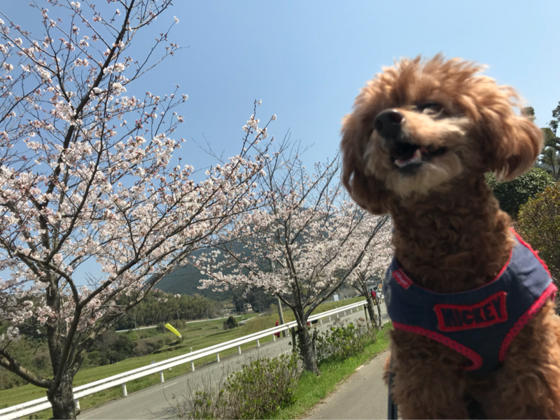 f:id:cookiegenki:20200417133614p:plain