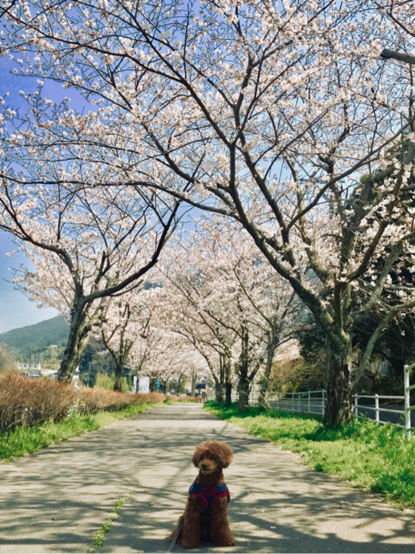 f:id:cookiegenki:20200417133720p:plain