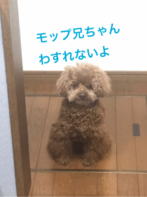 f:id:cookiegenki:20200417175819p:plain
