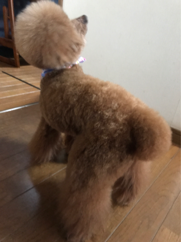 f:id:cookiegenki:20200417175840p:plain