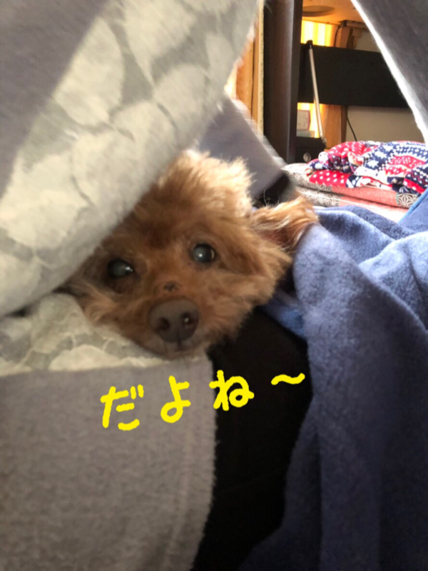 f:id:cookiegenki:20200417175910p:plain