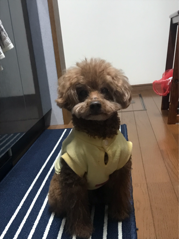 f:id:cookiegenki:20200417224244p:plain