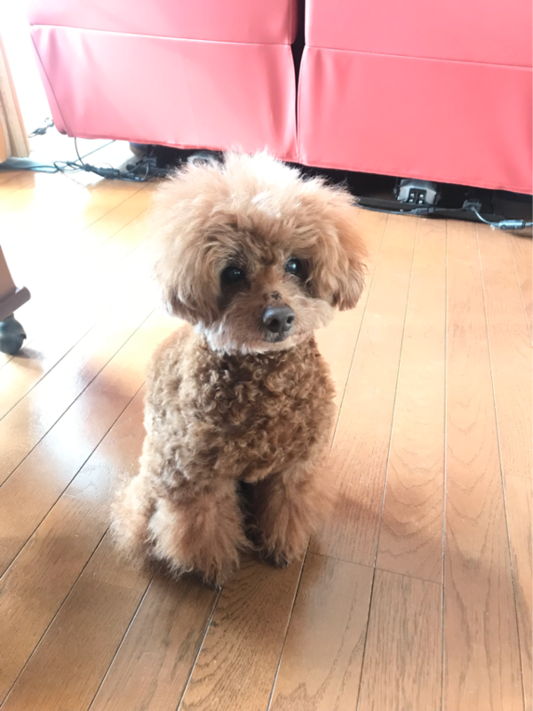 f:id:cookiegenki:20200417225844p:plain