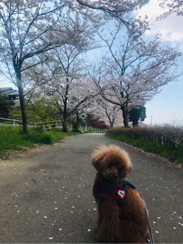 f:id:cookiegenki:20200417232001p:plain