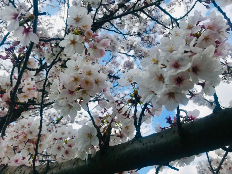 f:id:cookiegenki:20200417232043p:plain