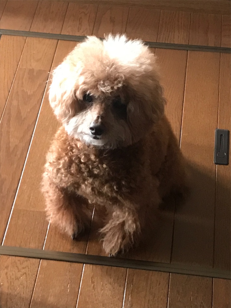 f:id:cookiegenki:20200526144342j:image f:id:cookiegenki:20200526144342j:image
