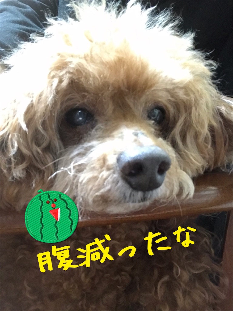 f:id:cookiegenki:20200807135024j:image f:id:cookiegenki:20200807135024j:image