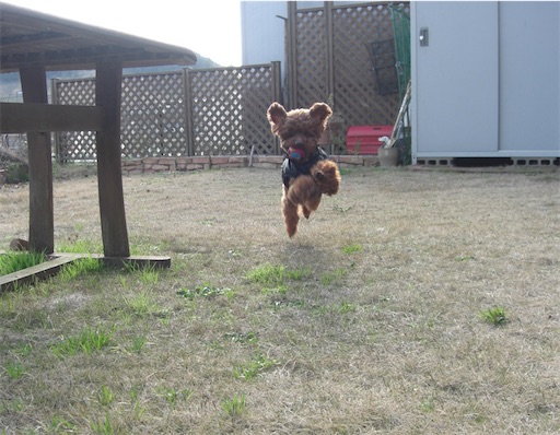 f:id:cookiegenki:20201009071642j:image